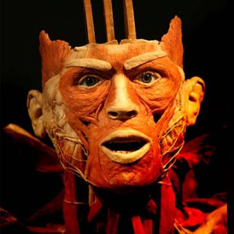 A plastinated head is shown at "Body Worlds" in Heidelberg, Germany in 2009; a plastinated cadaver displays the human arterial system at "BODY WORLDS 4" in Manchester, England in 2008; and a plastinated hurdler is displayed at the "Body Worlds" ehibition in LOs Angeles in 2008. (AFP/Getty Images and Associated Press)
